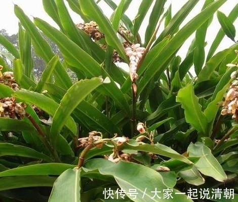 九龙盘|湿气不除百病生，每天泡一泡，排出体内多年湿毒，浑身轻松