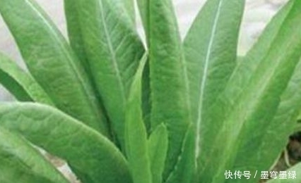 农村的这种野菜，能抗胃部溃疡，赶紧收藏在村里找一下