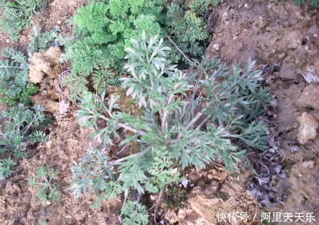 免费|农村地里的野草，哪些是珍贵药材4种“免费”药方了解下