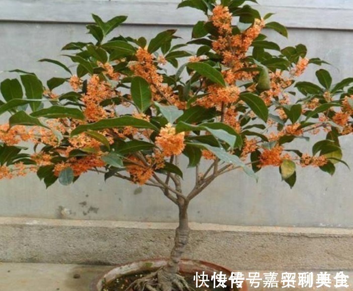 养桂花,就施“1种肥”,不仅“现在”开花多,来年花更多!