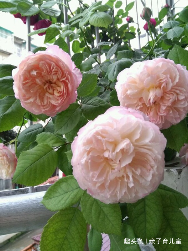 喜欢玫瑰，不如养盆“珍品玫瑰”极光咏叹调，花色靓丽，仙女之姿