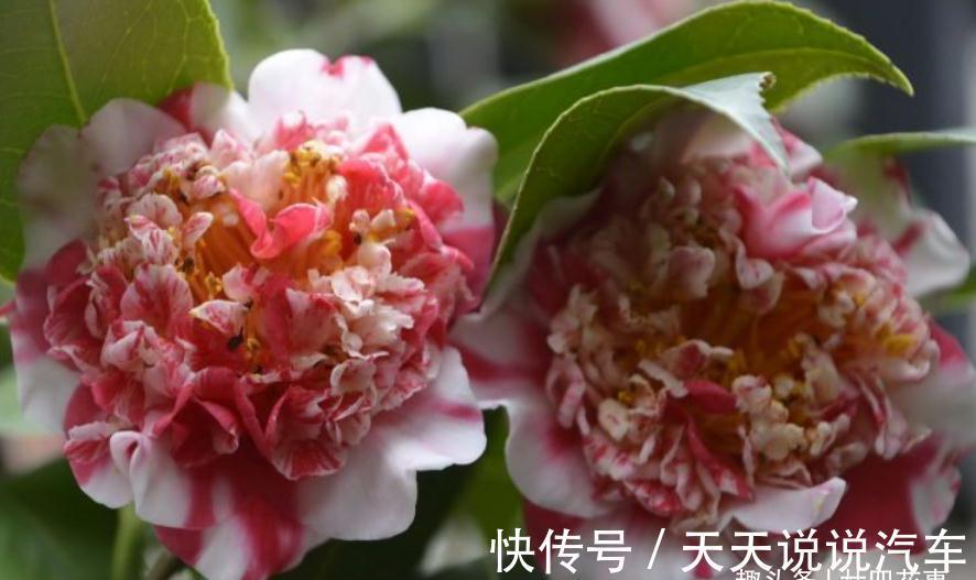 满头花苞的茶花,有的迟迟不开花,有的没开就落蕾,怎么回事呢?