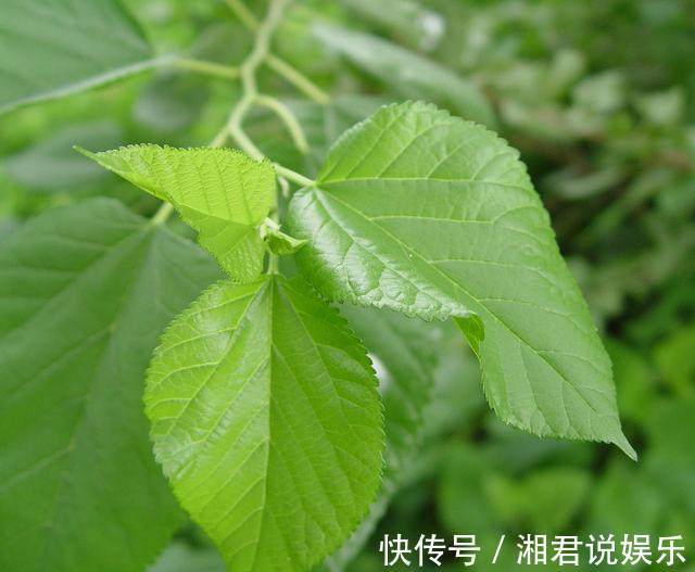 头晕|桑叶泡水喝的7大功效，教你4种搭配方式，一周身体变超棒！