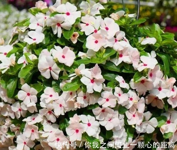 全日照|这5种花爱晒太阳,越晒花越多,很快就能爆盆!