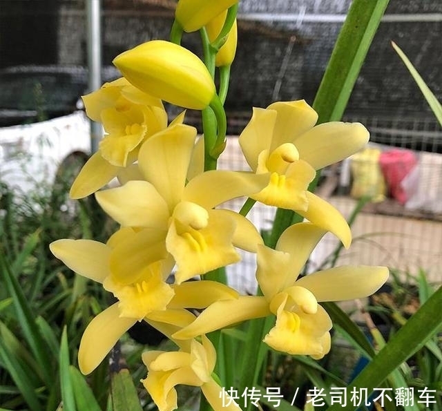 这款兰花,通体金黄耀眼,香味浓郁持久,比绿萝还好养,适合新手