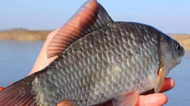 让鲫鱼大开口的钓法,据说一天能钓50斤!