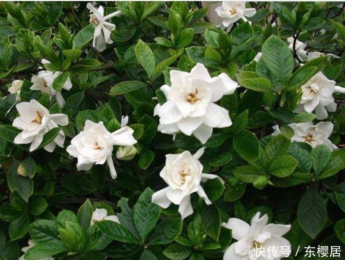 磷酸二氢钾|3种花特别适合养客厅,浇水就疯长,家里摆1盆,比香水还好闻