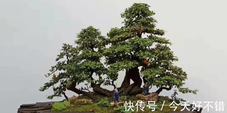 这3种植物适合新手玩“养成老桩”,甭错过!