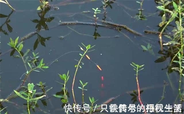 素饵|仲春野钓大板鲫,守钓不如走钓,死等不如逗钓,要打“游击战”