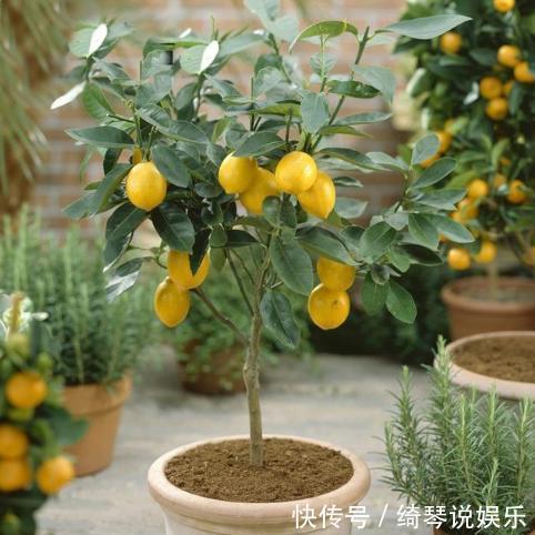 这3种适合在家里种的水果盆栽,你知道吗