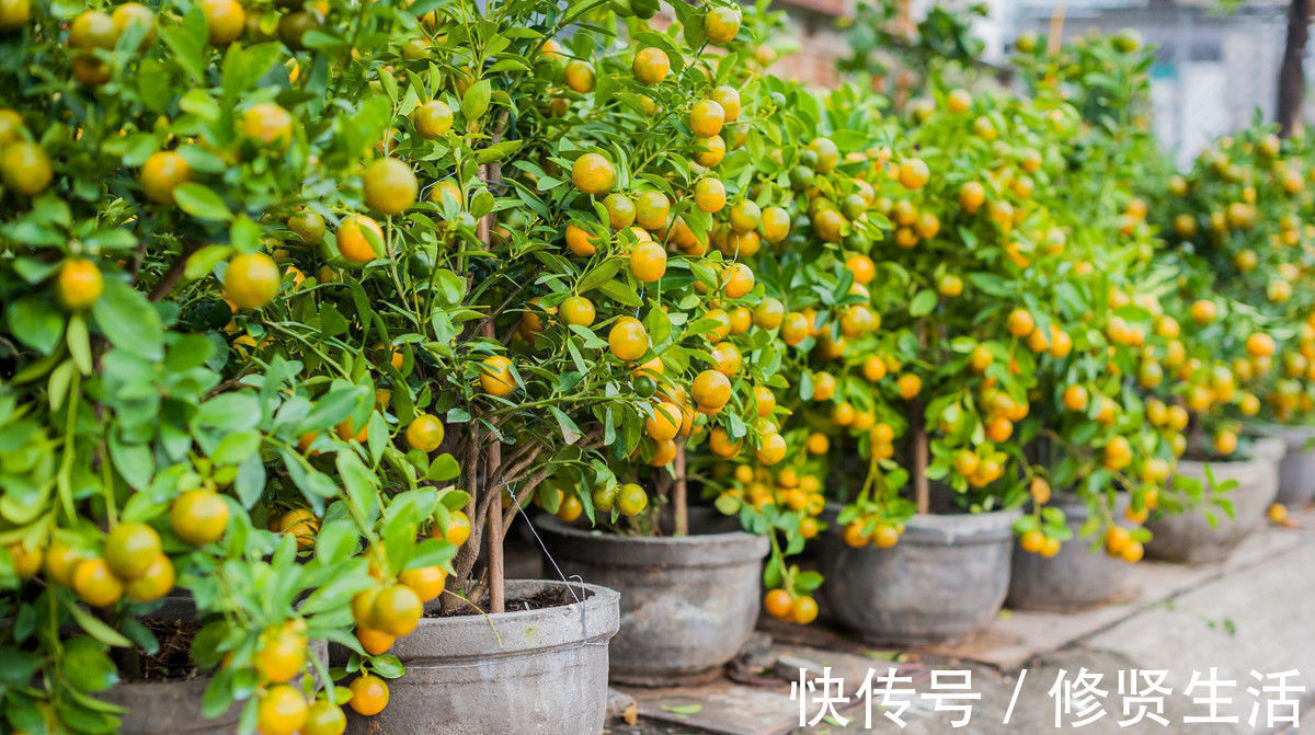 家里养这3种花的有福了,旺财又旺宅,招财纳福好运不停