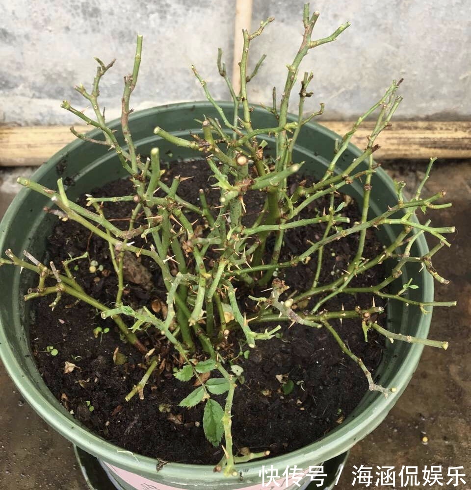 植株|养好月季2个条件必须具备,要不黄叶、病虫害,迟迟不开花