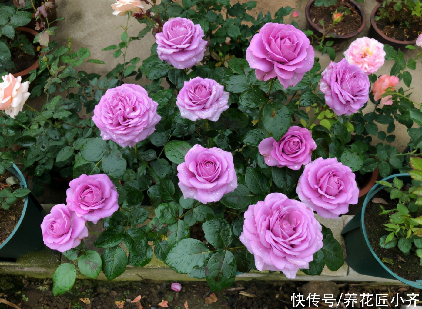 长势|家里养这“4种花”，立春过后要“修剪”，晚了长势弱，影响开花