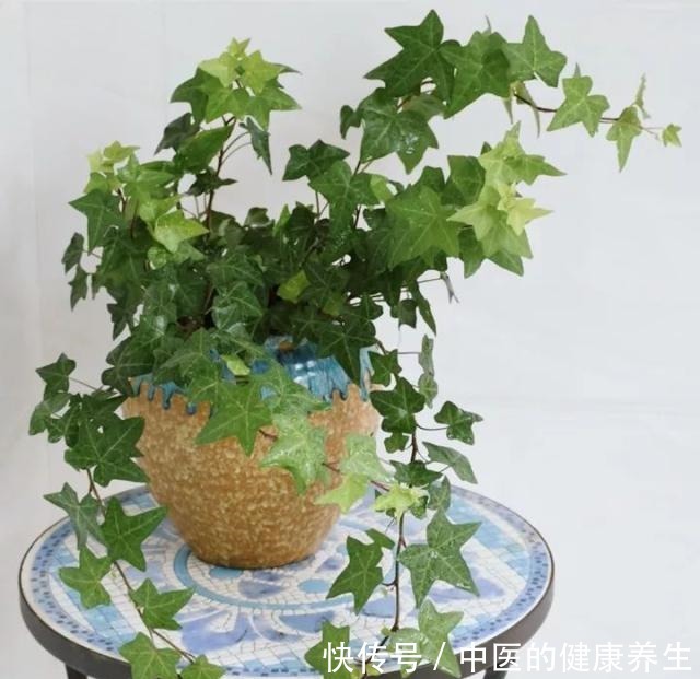 别养绿萝了,这20种耐阴植物,养在家里更合适!