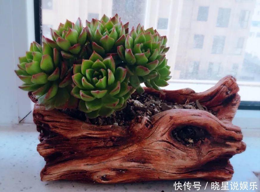 秋天买多肉,认准这点,长得胖嘟嘟窜出一圈小芽!