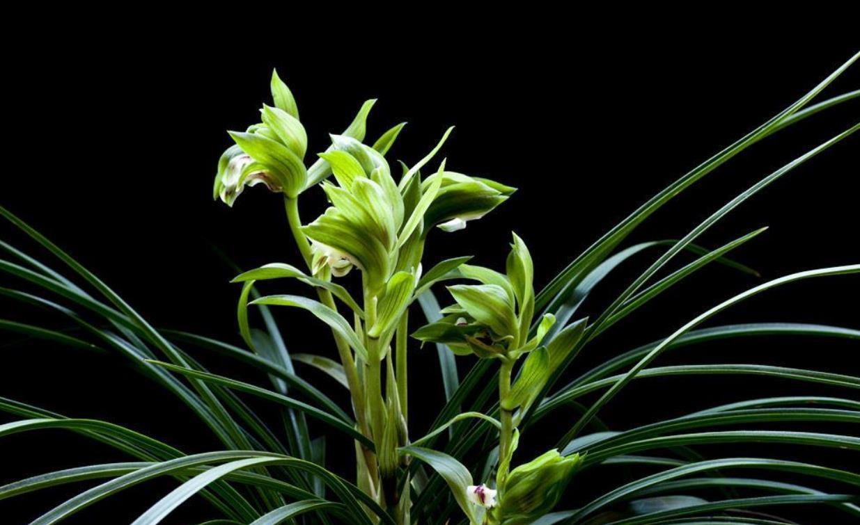 腐烂|家里养兰花，学会几种肥料“搭配方式”，花开香喷喷