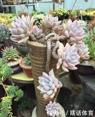 千佛手|这6种多肉养成悬崖桩,价格贵、颜值高,看起来真过瘾