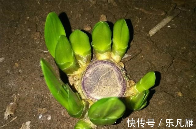 养花技巧快死的花,剪一刀立马活,还能再开花!