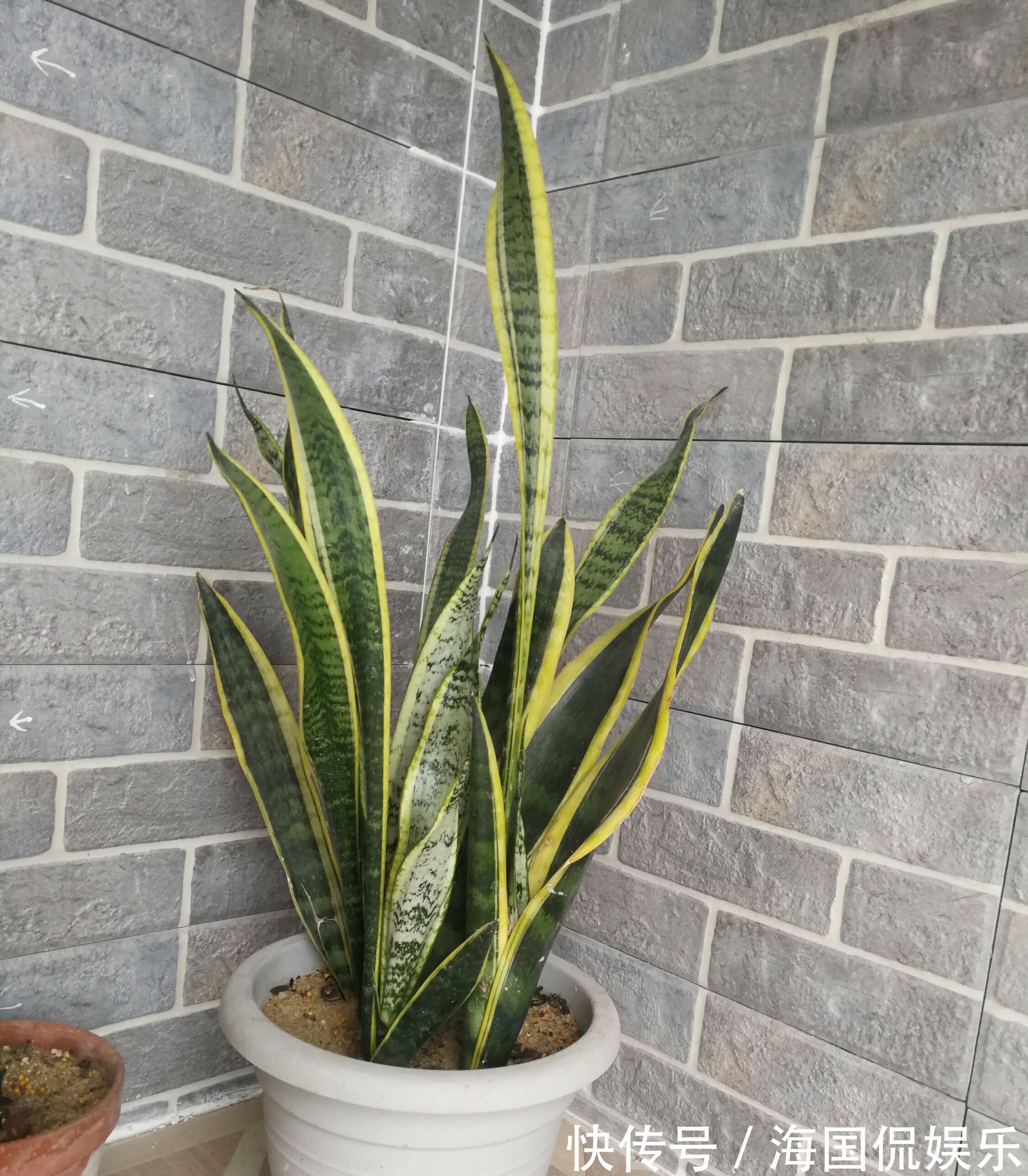 虎皮兰浇水太多怕烂根5个妙招分分钟排水，根旺叶片绿油油