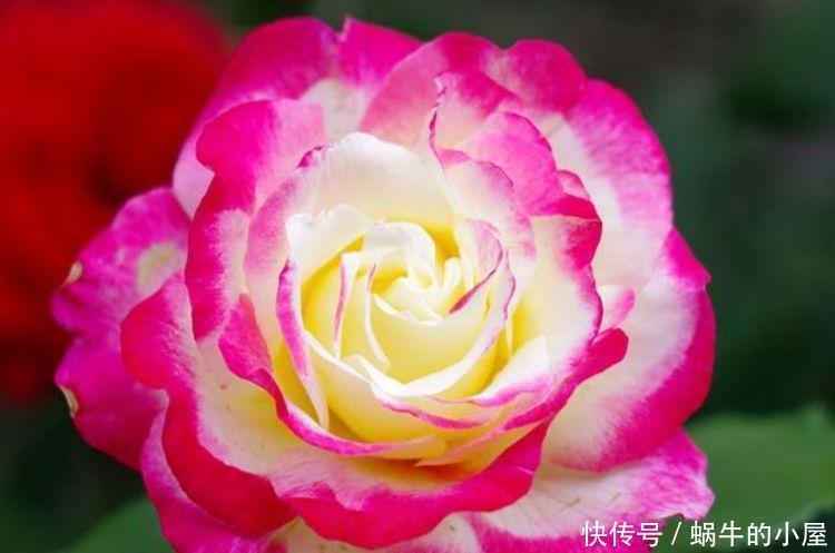 月季|此款花卉便宜又好养，花色艳丽，花瓣层层叠叠，一养就上瘾！