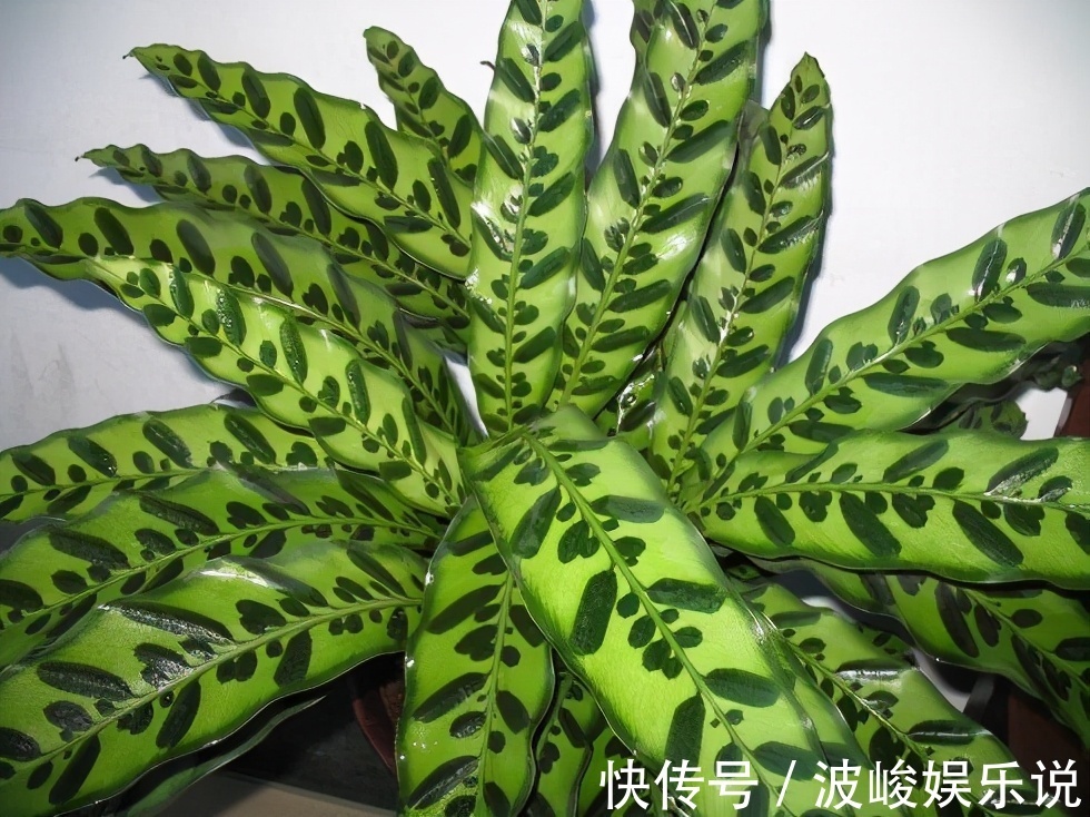 绿森林|8种“漂亮花”别晒大太阳,一晒就耷拉,客厅不见光,养成绿森林