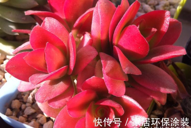 别人的多肉火祭红了，你的却糊了？说明养护方式不对，快点调整吧