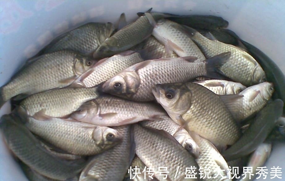 鲤鱼|野钓窝料不可以随便打，选择合适的鱼情很重要