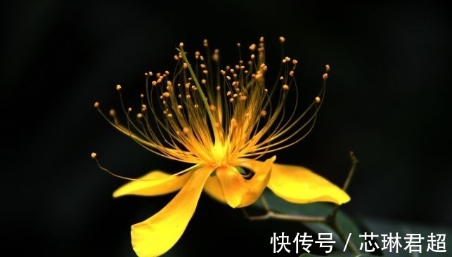 农历9月25霜降后,养什么花?以下3种花,富贵安康喜气盈盈