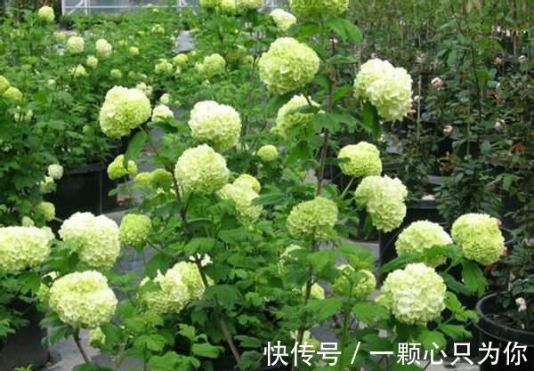 绣球|养花试试这款,可以在零下30度的温度下生长得很好