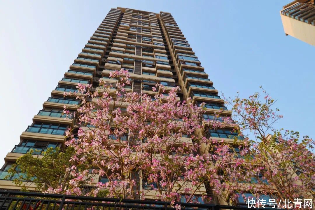 满城繁花一路相伴！邕城的春天太！美！了