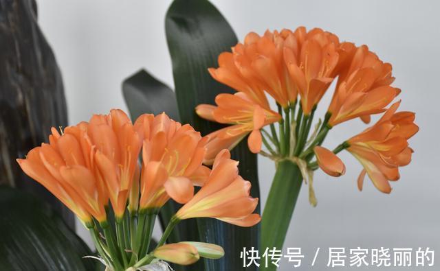 天气变冷，14种花别急着搬到室内，否则不开花或者开花少