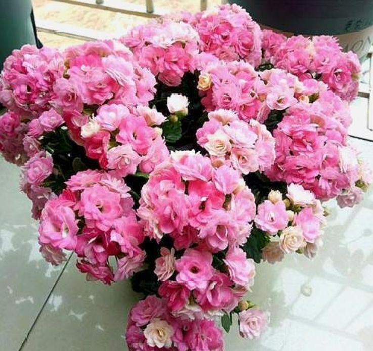 养花就养这种花,好养易活花量大,开花漂亮财运来,一养就上瘾