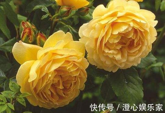 桂花香|家里养盆“黄金花”开花金灿灿,比桂花香,比玫瑰美,养上超值