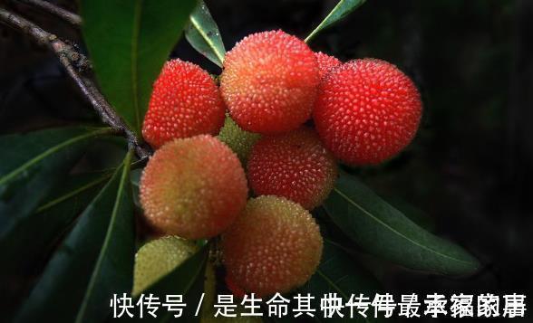 丝瓜|以下4物是子宫肌瘤“大冤家”，女人多吃点，有助活血化瘀消肌瘤