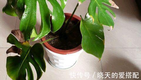 养殖|龟背竹有毒吗可以放在室内养吗，家中养殖龟背竹需要注意哪些事项