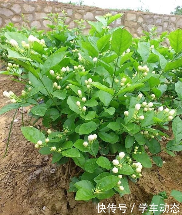 养护茉莉花的“三部曲”,花朵多香味浓,连开不停歇!