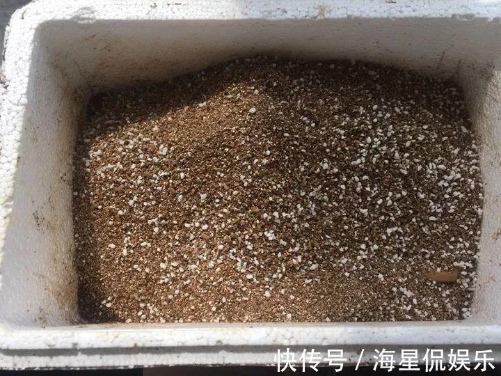 天后|10个养花的坏习惯，赶紧改，不然真是浪费钱！