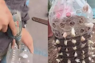 适合阳台种的“2种菜”，空油桶剪1刀，装土栽好，1个夏季有菜