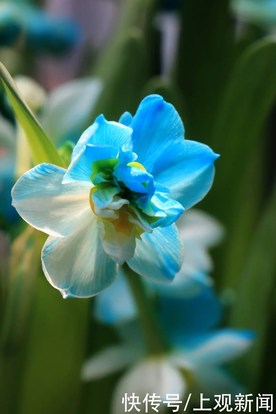 崇明|赏花正当时！花博南园姹紫嫣红，花色纷呈