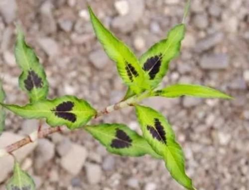 如今|水田里比辣椒更“辣”的野草,是天然的酒曲,如今城里30元一斤