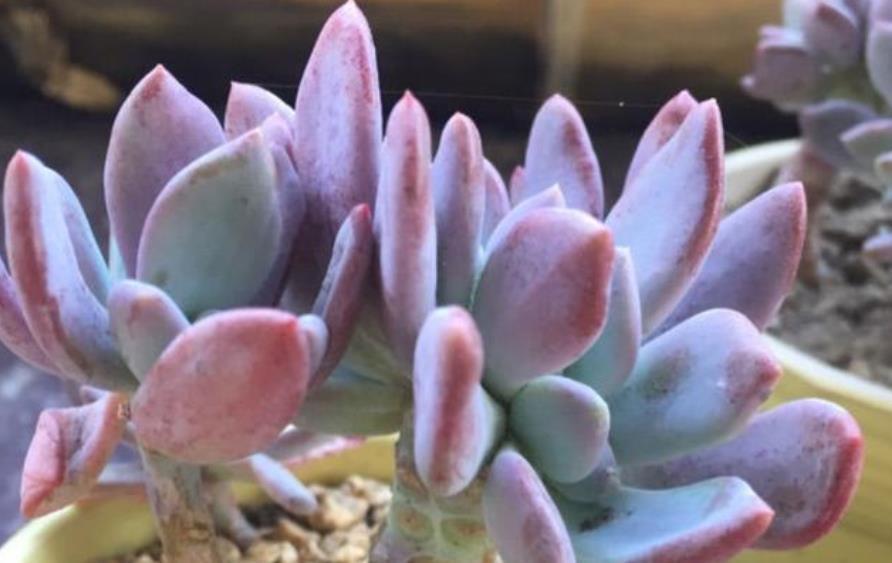 肥厚|7月养盆秋之霜，名字凉爽养护简单，35℃照样红彤彤，养的人不多