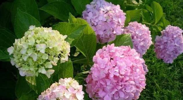 几种花是开花小能手,一年花期多,一开就停不下来