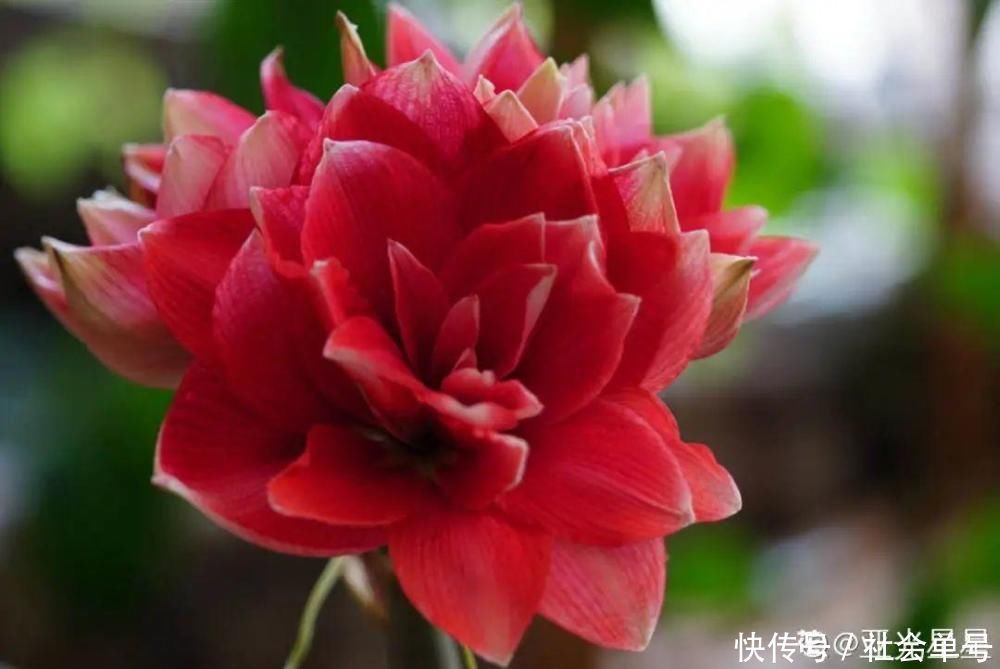 营养液|朱顶红埋土里,如何能年年开花,球变大、变多?