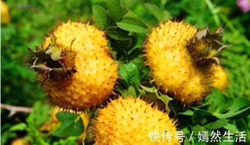 红豆杉|农村遍地都是宝,3种食物,田边疯长,养肝护肝,降肝火,还好吃