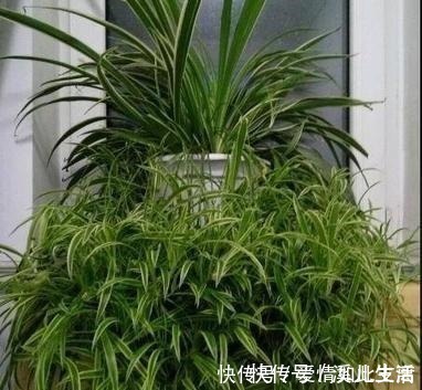 叶片|邻居家的“吊兰”泛滥成灾,每盆长成“狮子头”,窍门有3个!