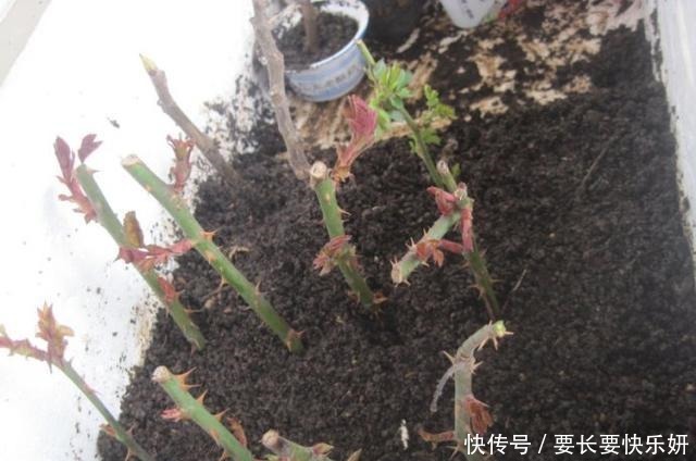 扦插月季只长新叶不长根2种处理方法,提高成活率!