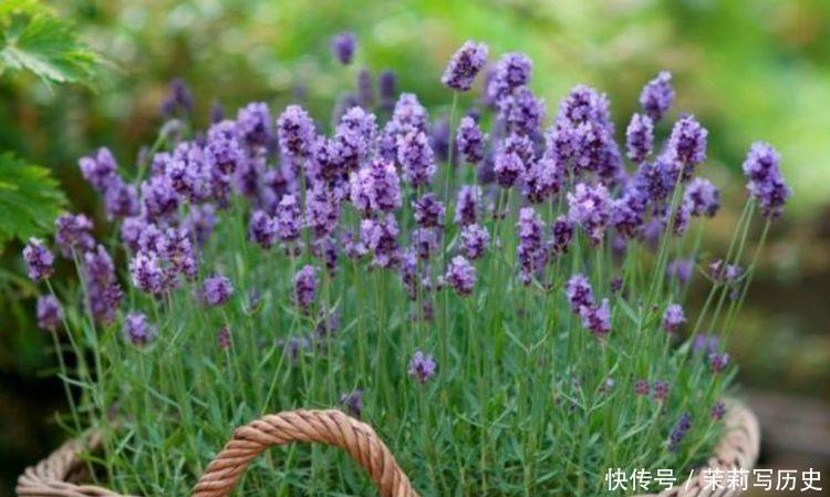 此4种花很漂亮，好养易活能爆盆，漂亮又好闻