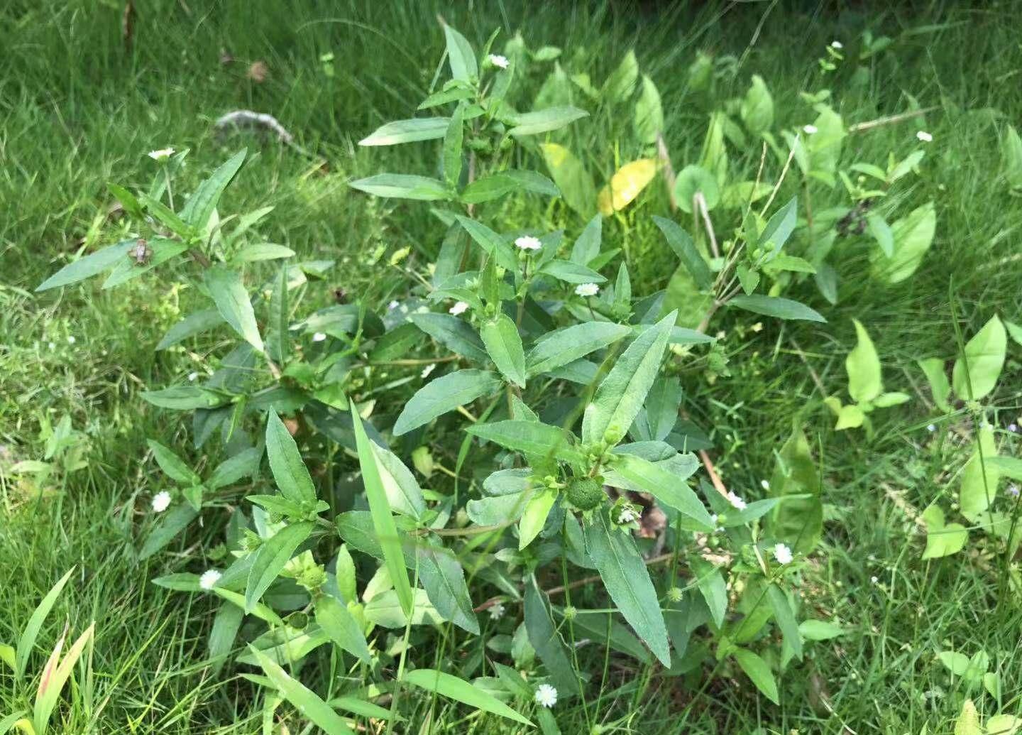 正哥|这种“一肚子学问”的草药,长于滋补肝肾,还能凉血止血
