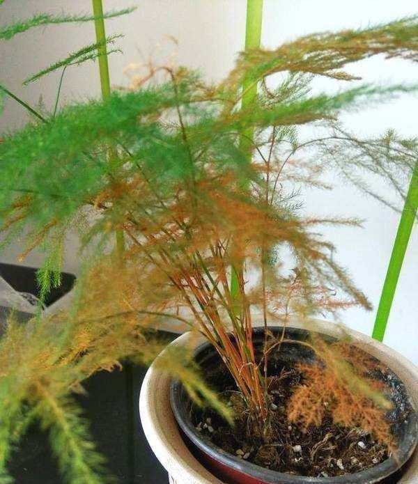 农历九月十八霜降后，养什么花？家里养3种花，平平安安红红火火