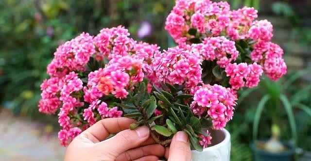 君子兰|发现5种“寿星花”,适合老人养,寓意好、颜值高,越养越值钱